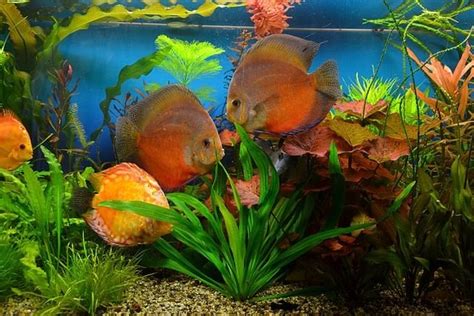 The 11 Best Large Freshwater Fish for Aquarium Keeping.
